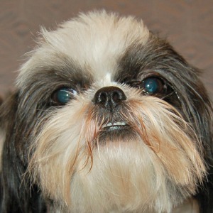 Shih Tzu Nursery A