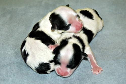 2 week old store shih tzu puppies