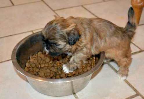 Food for 2 2024 months old shih tzu