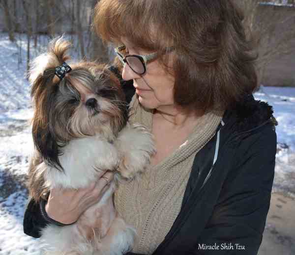 Shih tzu best sale for rehoming