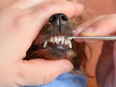 what to do if a puppy has a loose tooth
