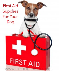 Bee Stings in Dogs: First Aid All Dog Owners Should Know