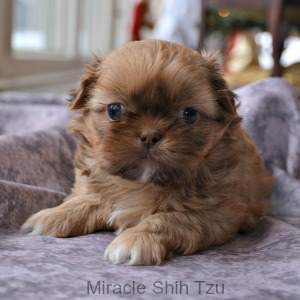 Shih Tzu Nursery A: Shih Tzu Puppies for Sale in NE Ohio