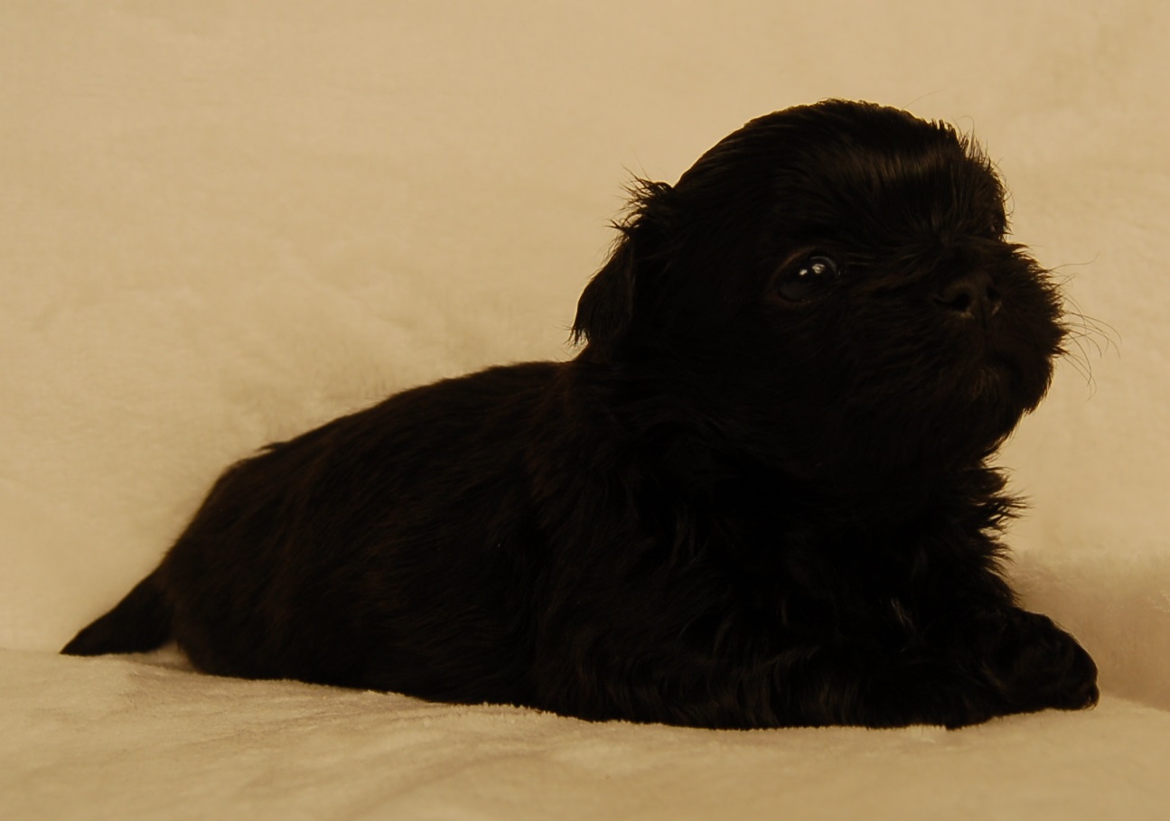 Black Shih Tzu