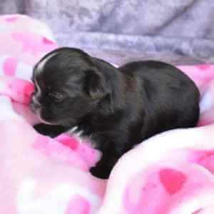 Shih tzu puppy hot sale 1 month old