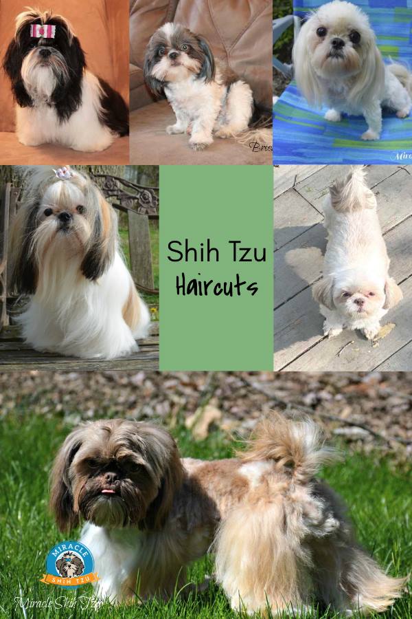 Shih Tzu Dog Grooming - The Dirty Paw Dog Spa