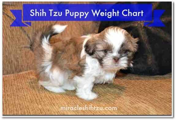 https://www.miracleshihtzu.com/images/Shih-Tzu-Puppy-Weight-Chart.jpg