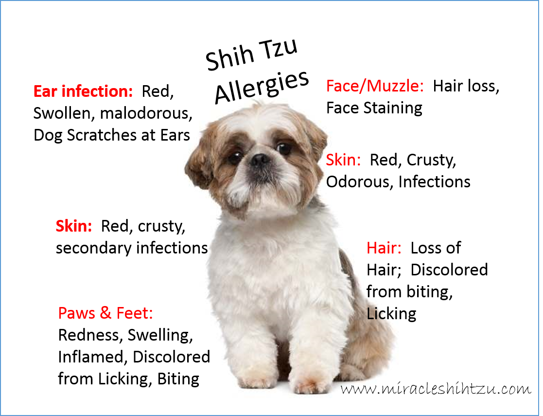 Shih-Tzu with Skin Allergies - Nom Nom