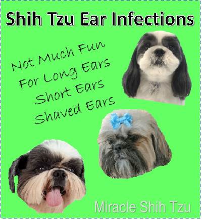 shih tzu ear infection treatment