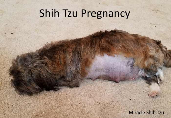 dog 21 days pregnant