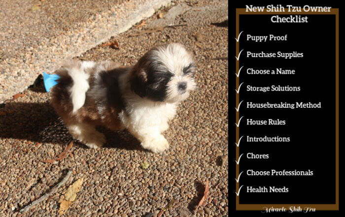 How To Look After A Shih Tzu Nerveaside16