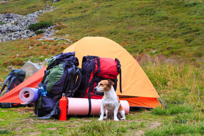 Backpacking With Your Dog: How to Make it Hassle Free