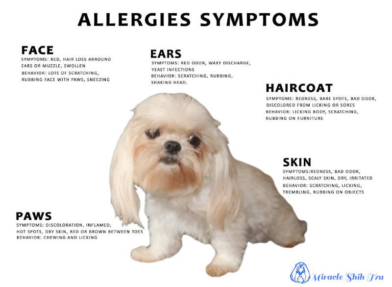 dog allergies itchy skin