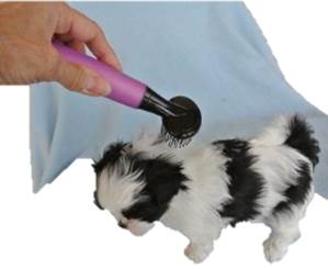 puppies and grooming