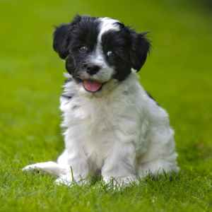 Shih Tzu Mixed Breeds: Your Guide to Finding One Perfect For You