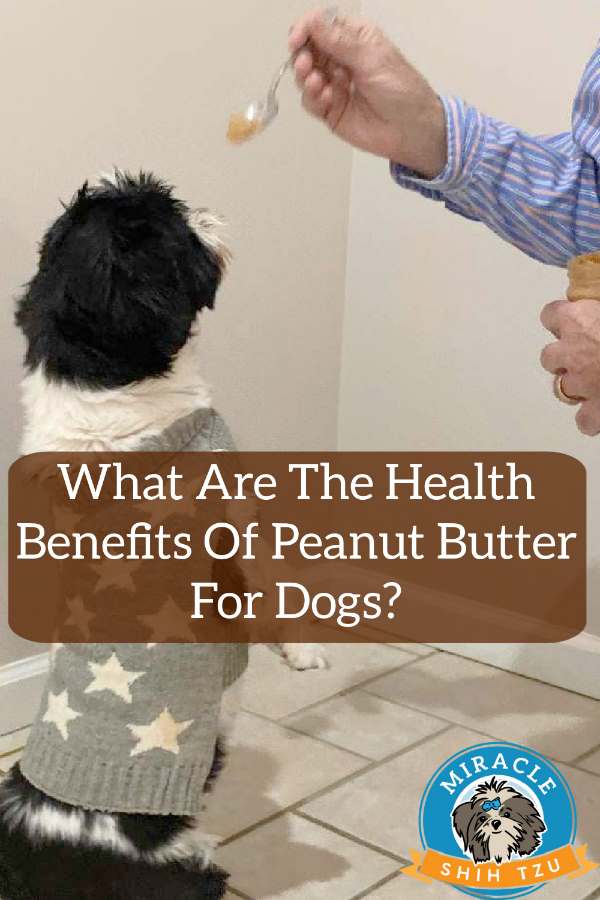 The Health Benefits of Peanut Butter for Dogs – Snuggle Puppy