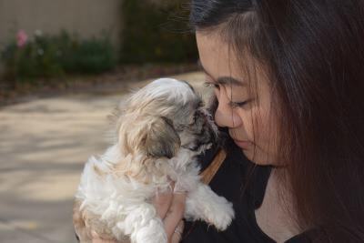 Shih Tzu Information for anyone passionate but challenged by your Tzu