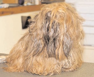 how do you detangle a dogs hair naturally