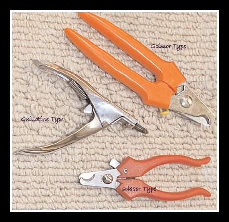 dog nail clippers best type