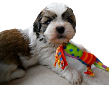 best toy for shih tzu