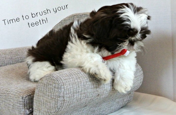 best brush for shih tzu puppy
