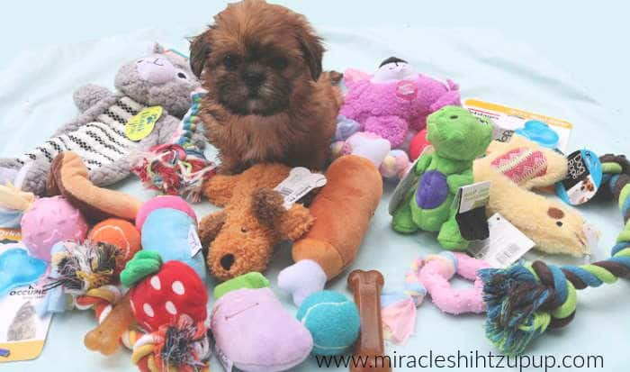 Shih Tzu dog Lacey playing with one of her favorite toys 