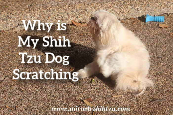 What Can I Do About My Shih Tzu Itchy Skin