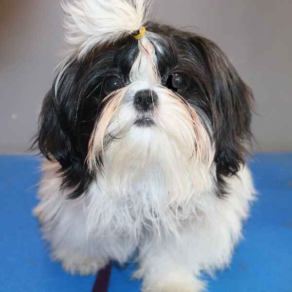 what-age-do-you-start-grooming-a-shih-tzu