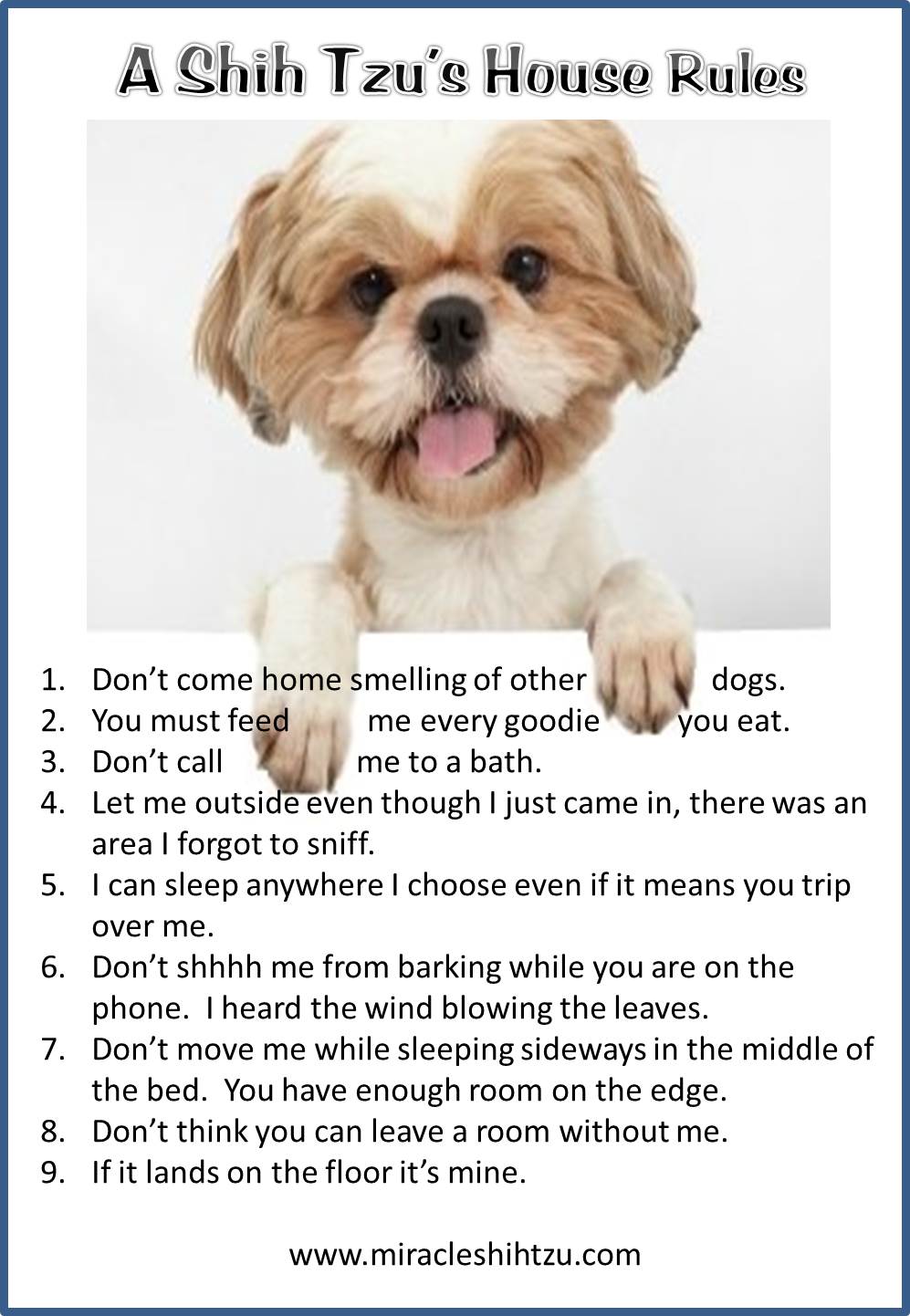 funny shih tzu pictures