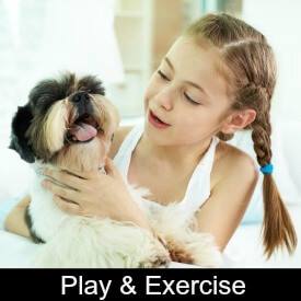 Caring For A Shih Tzu