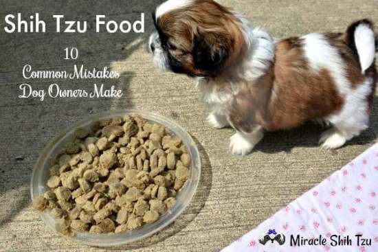 Shih Tzu Food: 10 Common Mistakes Dog 
