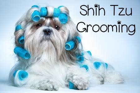 how do you groom a shih tzu face